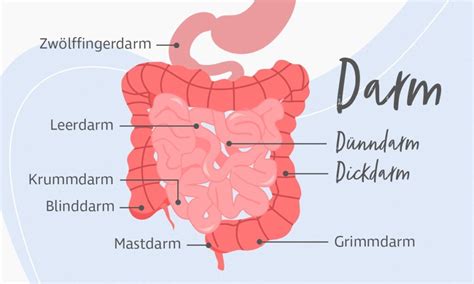 Darm Aufbau Und Funktionen AKN
