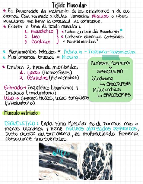 Solution Tejido Muscular Histolog A Studypool