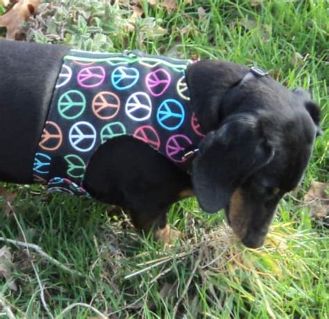 Dachshund harness for small dog Custom Order by WarmWeenies