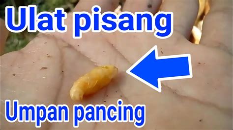 Cara Mencari Umpan Ulat Pisang YouTube