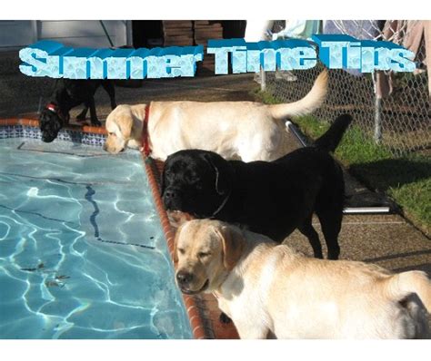 Summertime Safety Tips For Pets From Longenbaugh Vet Hospital