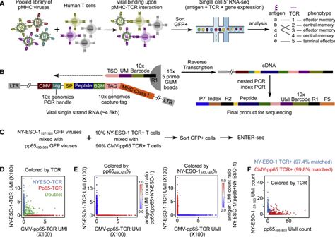 Enter Seq Multiplexed Enumeration Of Antigen Specificities Tcr Clonality Cell Type And