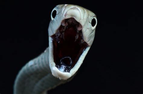 How to Deal with a Forest Cobra Bite - Animals Around The Globe