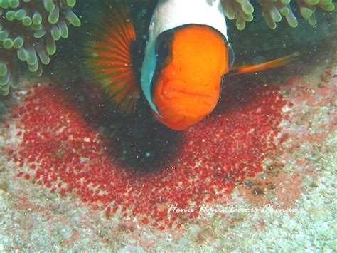 Clownfish Eggs