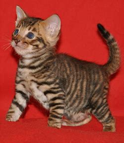 Тойгер (Toyger) кошка — описание, фото, характер породы - Nobles