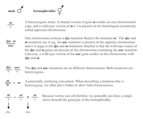 Figure Genetic Shorthand Wormbook Ncbi Bookshelf