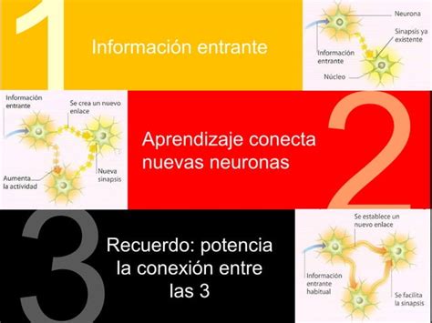 Neurociencia Y Educacion Hernan Aldana