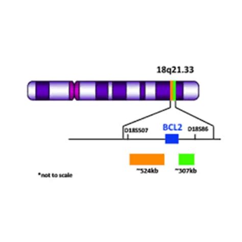 Bcl2 18q213 Gene Rearrangement Test In Delhi Ncr India Gdic