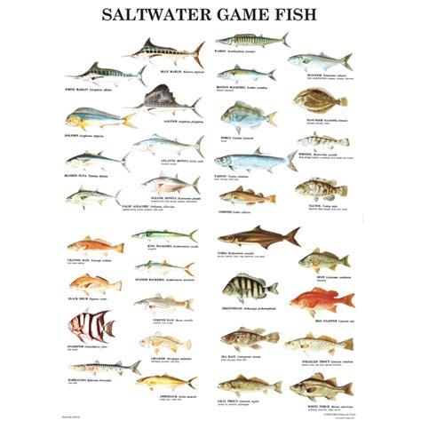 Printable Saltwater Fish Chart