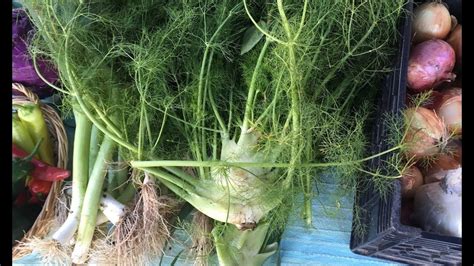 How To Dry Fennel Fennel Dried Dehydrator Recipes