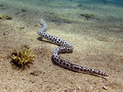 Conger Eels Tiger Snake Eel Myrichthys Maculosus