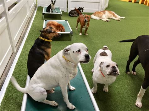 About Us Las First 24 Hour Dog Daycare And Boarding La Dogworks