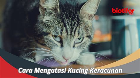 Cara Mengatasi Kucing Keracunan Tips Ampuh