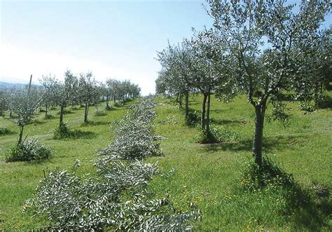 Coldiretti Puglia Nuova Energia Green Dai Residui Di Potatura