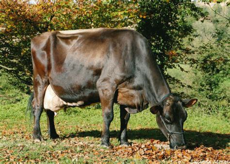 The Brown Swiss Breed Brown Swiss