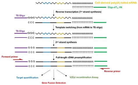 Accelerrt G Template Switching Rt Enzyme Mix Genecopoeia