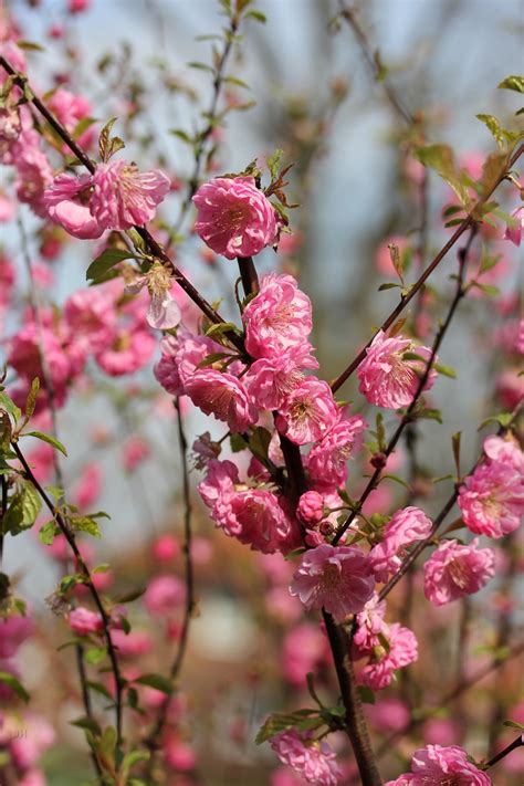 Prunus Triloba Rosenmund 2 5 Litre Stewarts Garden Centre