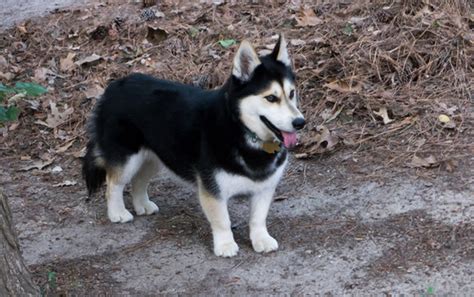 Mutt Math: Corgi + Husky