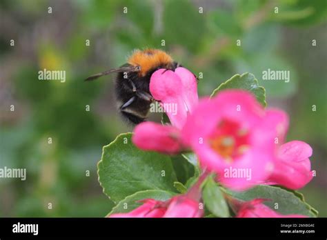 Bumble Bees Pollinating Flowers In A British Garden Insect Pollination