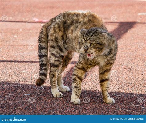 An Angry Alley Cat stock photo. Image of looking, frightened - 112978776