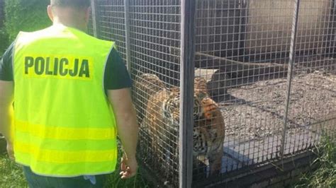 Policja Przejmuje Tygrysy Pumy I Lamparty Z Hodowli Pod Poznaniem Tvn