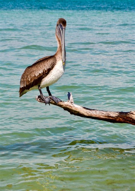 Anatomy Bird Photos, Download Free Anatomy Bird Stock Photos & HD Images