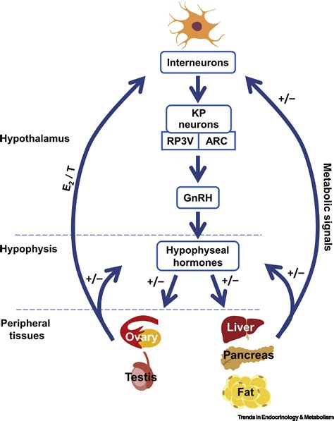 Diabetes Type And Kisspeptin Central And Peripheral Sex Specific