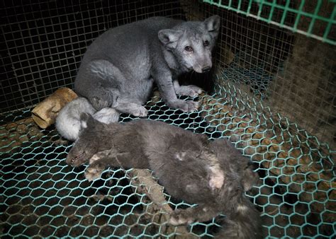 Horrific Footage Shows Why Fur Farming Needs to End