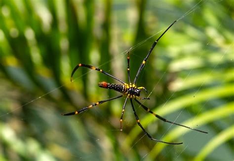 Araña amarilla y negra de patas largas en la red enfoque seleccionado