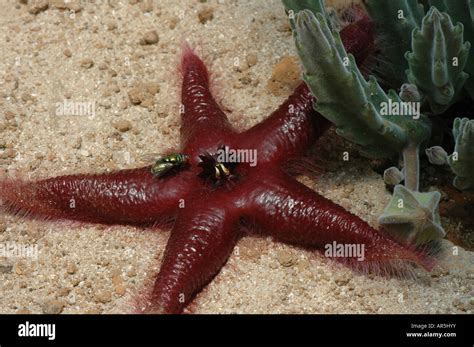 Stapelia hirsuta hi-res stock photography and images - Alamy
