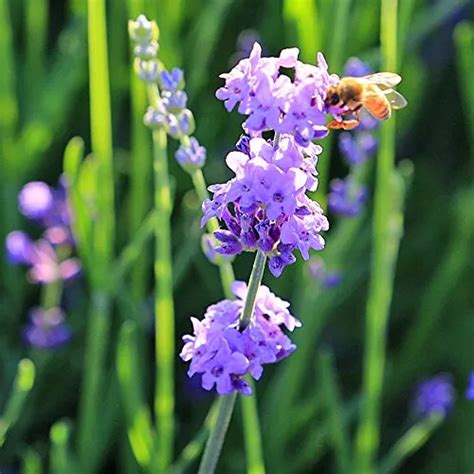 Flores De Lavanda Secas Naturales Highland Grow Grado En Venta En