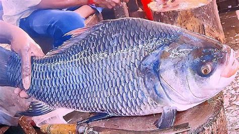 King Of Fish Cutters Big Carp Fish Cutting Skills In Fish Market