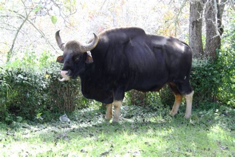 The Ginormous Gaur | Critter Science