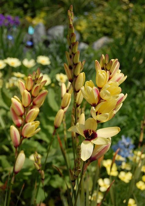 Ixia Plant Growing Care Guide For Gardeners