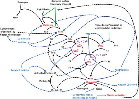 Heparin potentiation of coagulation cascade inhibitors. Triggering of ...