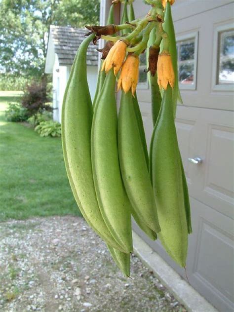 More Trumpet Vine Seed Pods Hank Feeser Flickr