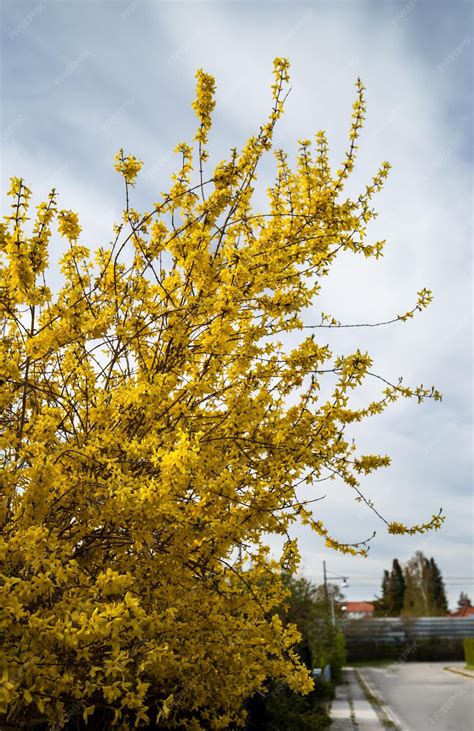 Premium Photo | Forsythia flower of spring