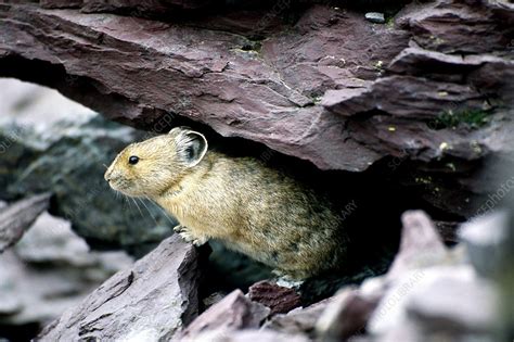 Pika: Glacier National Park, Montana - Stock Image - Z938/0043 ...