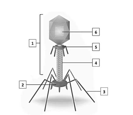 structure of a virus Diagram | Quizlet