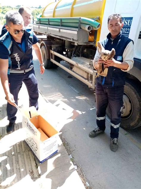 Yaral Halde Bulunan Ahin Tedaviye Al Nd Son Dakika Kocaeli Haberleri