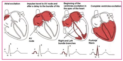 Cardiopulmonary System Flashcards Quizlet