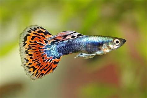 Top 25 Most Popular Freshwater Fish For Beginners - Everything Fishkeeping