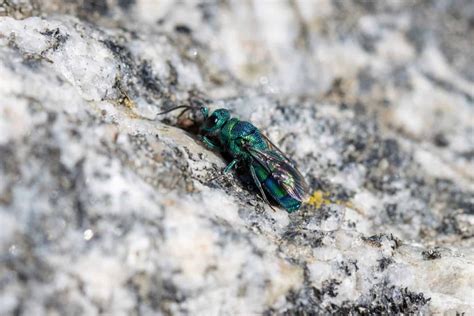 Do Sweat Bees Sting Beekeeping 101