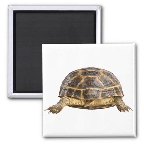 Turtle Magnet Zazzle Custom Magnets Turtle Magnets