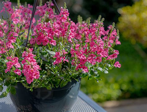 Diascia Plant Guide: How to Grow & Care for “Twinspur”