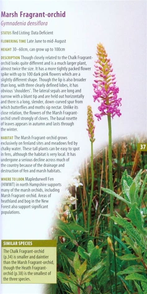 A Guide To Finding Orchids In Hampshire The Isle Of Wight NHBS