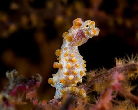 Hippocampe pygmée Hippocampus bargibanti Poissons marins Vie marine