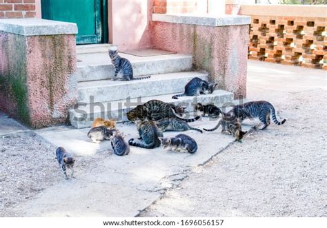 143 Feral Cat Colony Images, Stock Photos & Vectors | Shutterstock