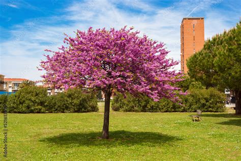 Rbol Del Amor Segogarden