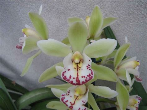 Can I Use Orchid Fertilizer On Other Plants? - Homestead Gardener